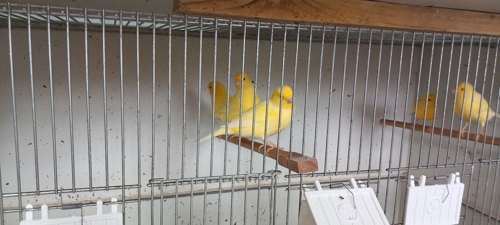 Canaris jaune 15 62150 Houdain