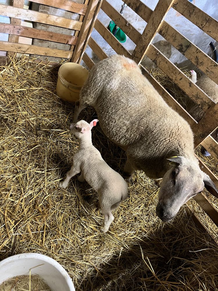 Brebie avec agneaux 240 35133 L�cousse