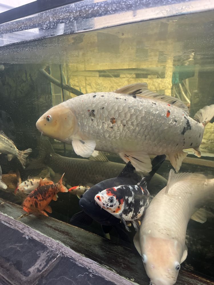 Carpe koi 26 93600 Aulnay-sous-bois