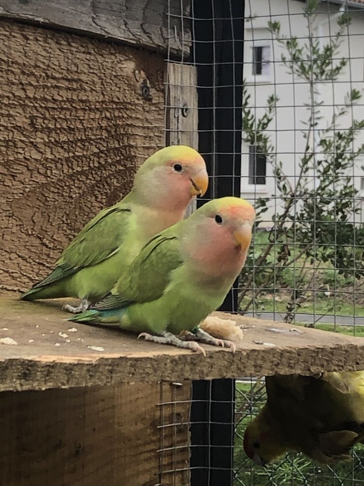 Vend femelles Ins&eacute;parables 35 40140 Soustons