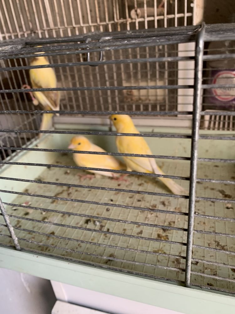 Canaris 20 14400 Bayeux