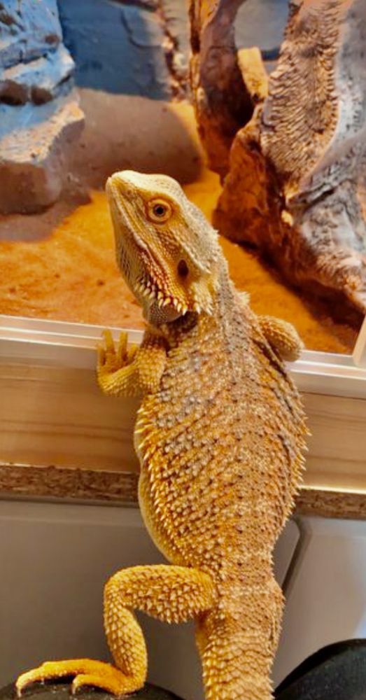 Adoption pogona 1 35160 Montfort-sur-meu