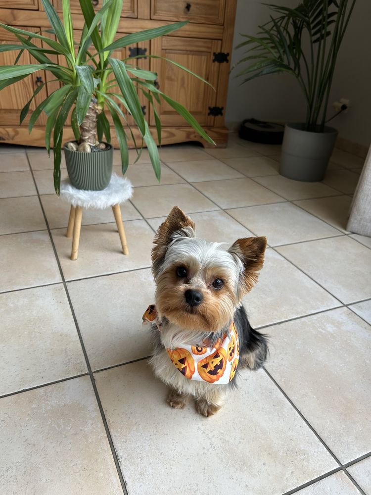 Saillie pour Yorkshire male 0 85000 La roche-sur-yon