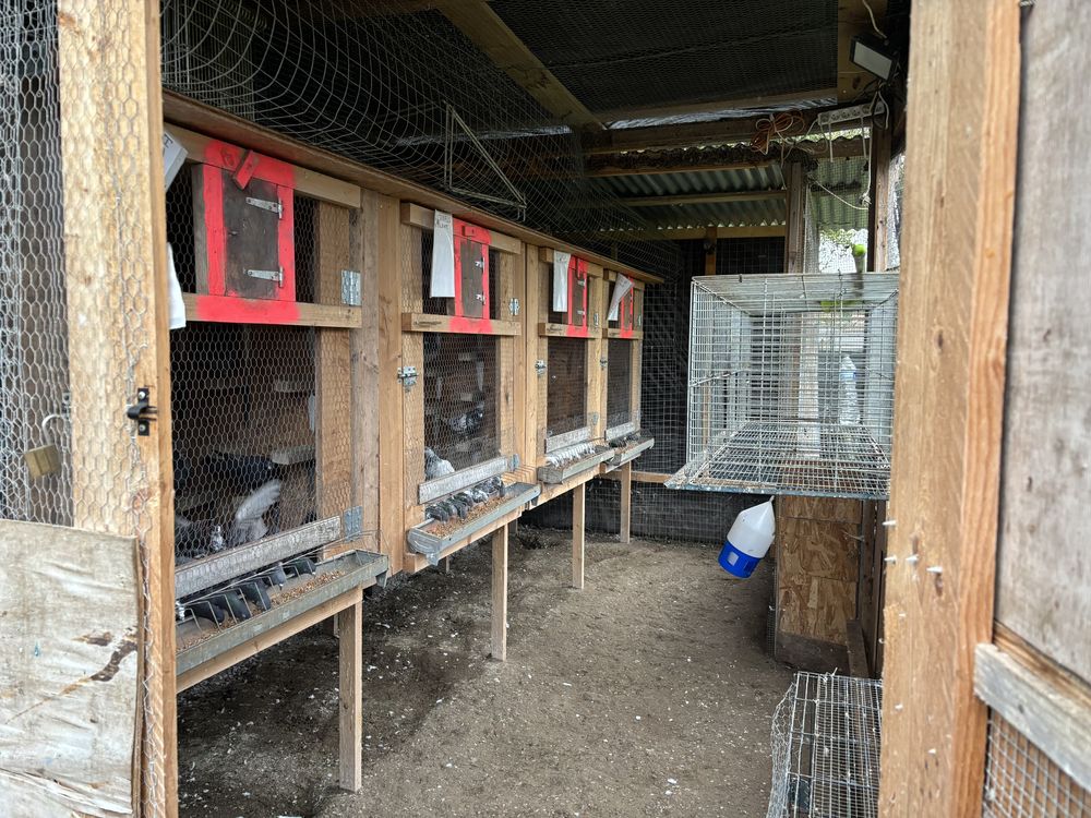 Pigeonnier XXL d&eacute;montable plus 150 pigeons plus accessoires. 7500 60200 Compi�gne