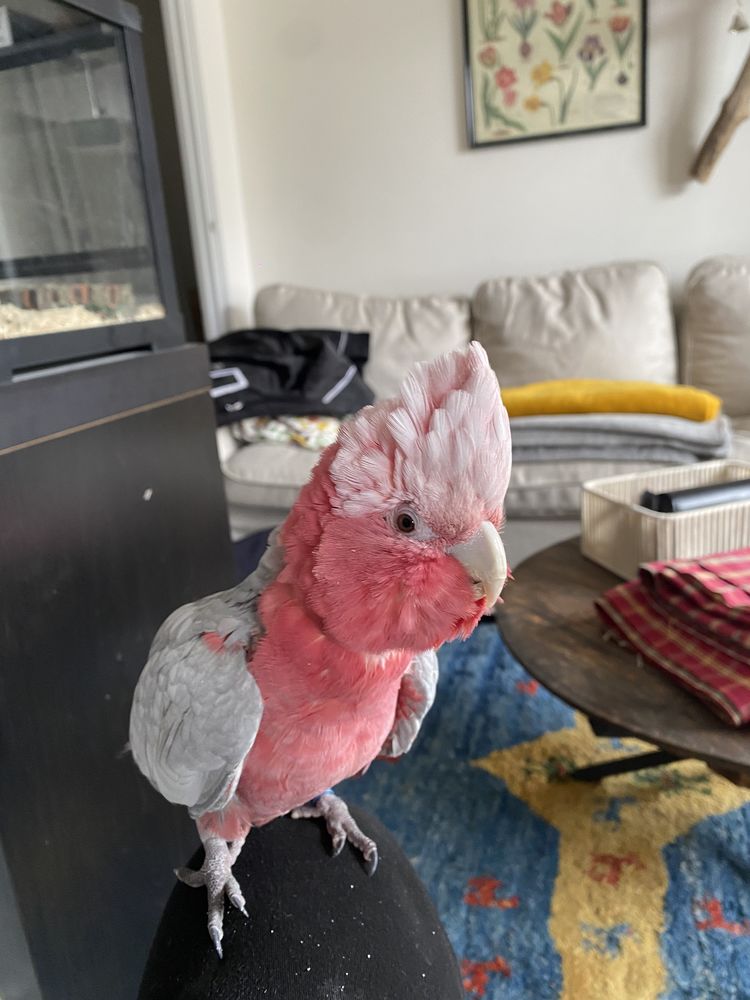 Cacato&egrave;s rosalbin 2000 73000 Chamb�ry