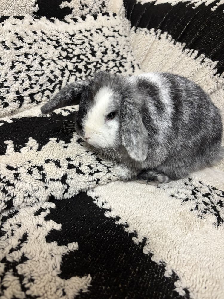 Lapin nain 100 77120 Mouroux