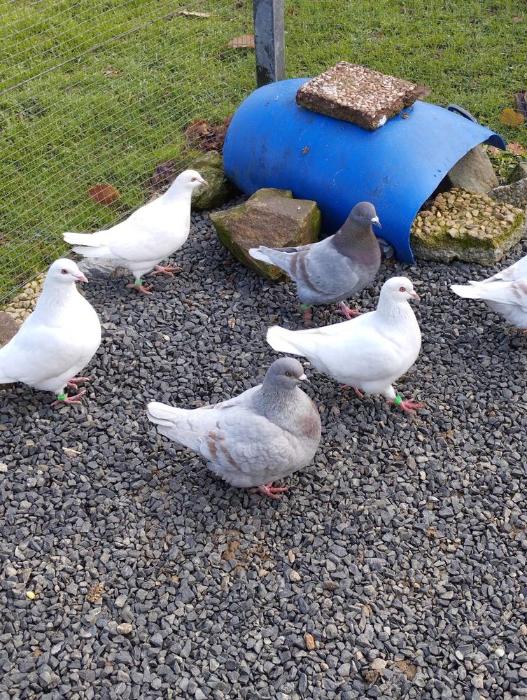 &Agrave; vendre pigeons 15 87210 Le dorat