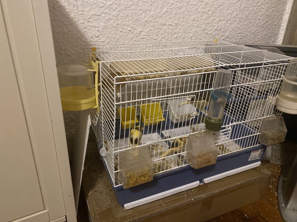 Oiseaux canaris raza et d'autres panach&eacute; bagu&eacute;e 30 93140 Bondy