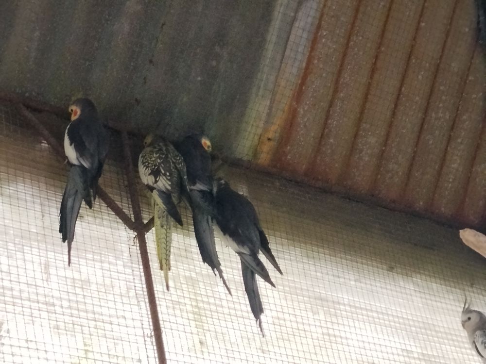 Oiseaux calopsittes 1 17130 Tug�ras-saint-maurice