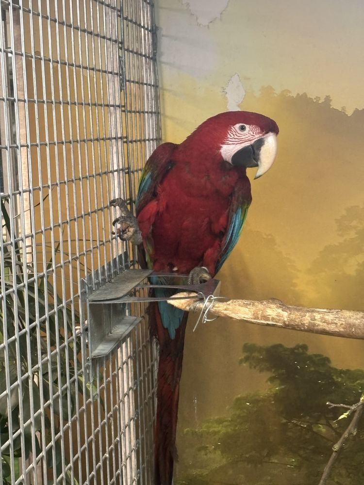 Ara Chloropter 1800 68000 Colmar