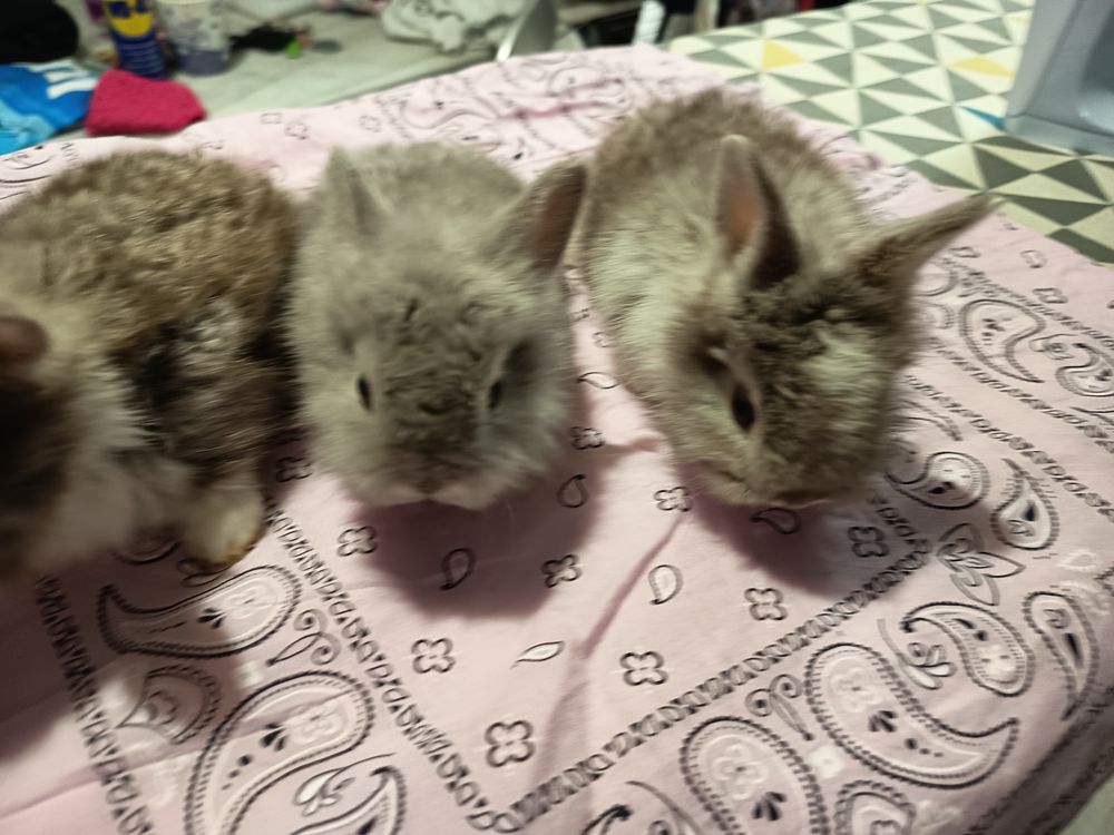 Lapins extra nains 0 06500 Menton