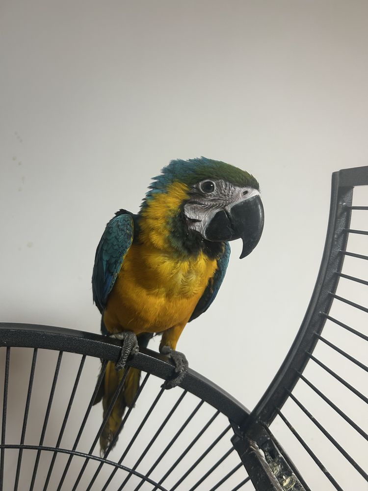 Ara arauna de 5mois 1350 59000 Lille