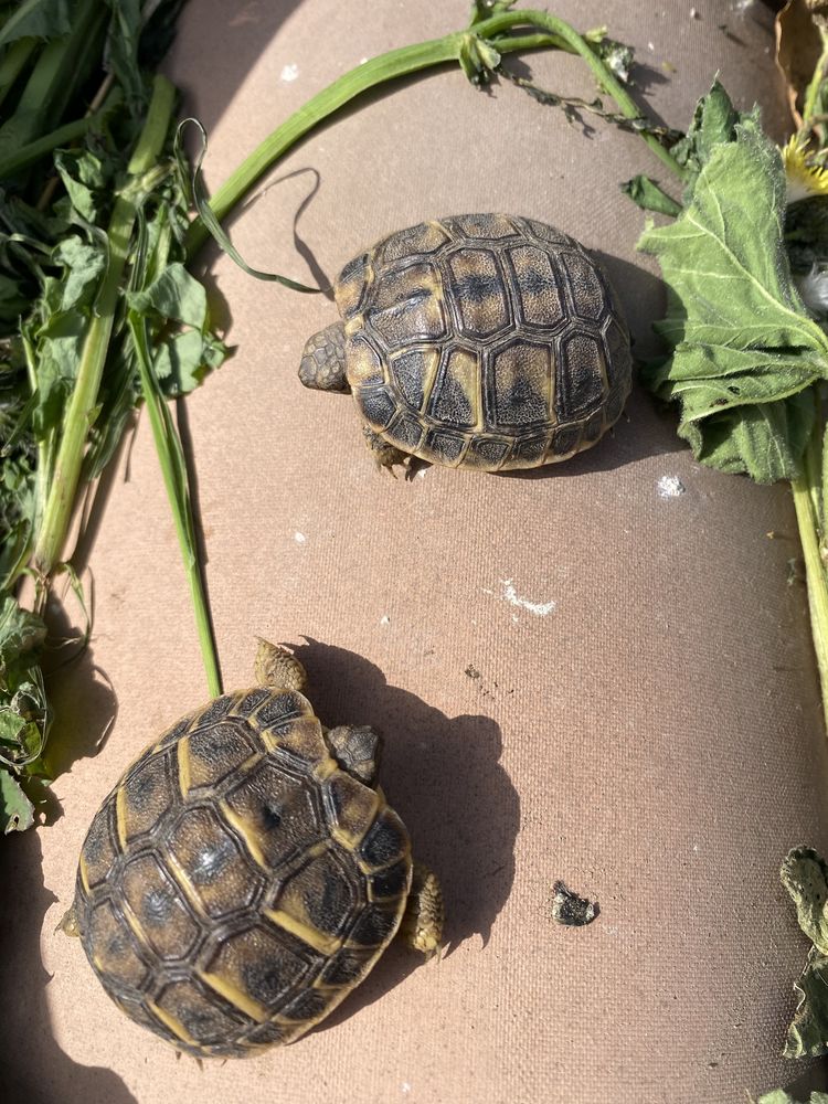 BB Tortue 50 13820 Ensu�s-la-redonne