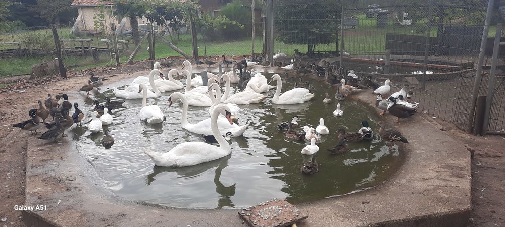 Canards Carolin mignon sarcelles 25 40090 Campet-et-lamol�re