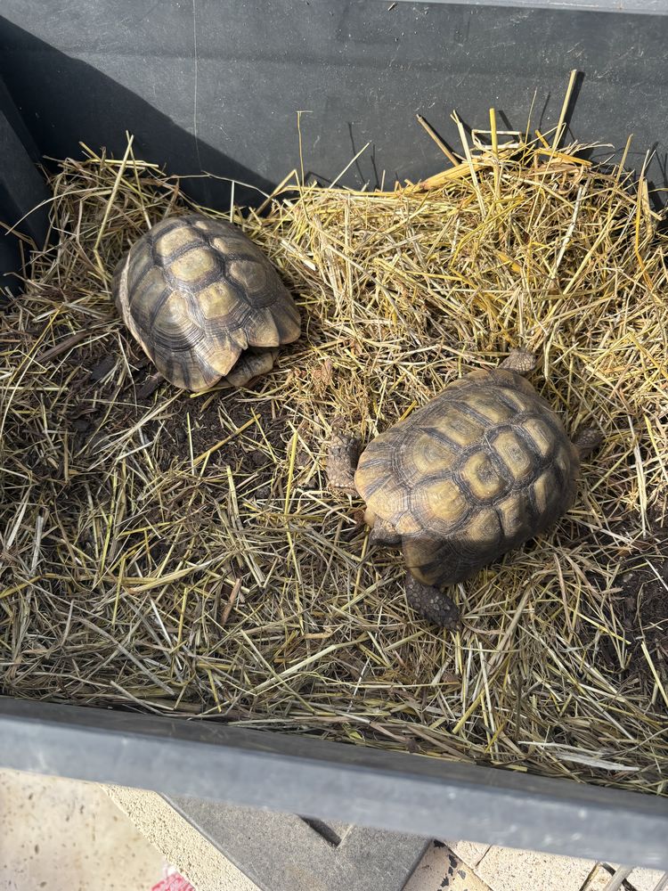 Tortue+grec+ 200 01800 Bourg-saint-christophe