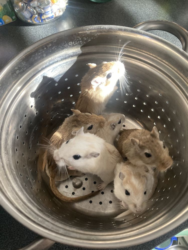 5 gerbilles m&acirc;les + grande cage ? 50 � 50 01480 Jassans-riottier