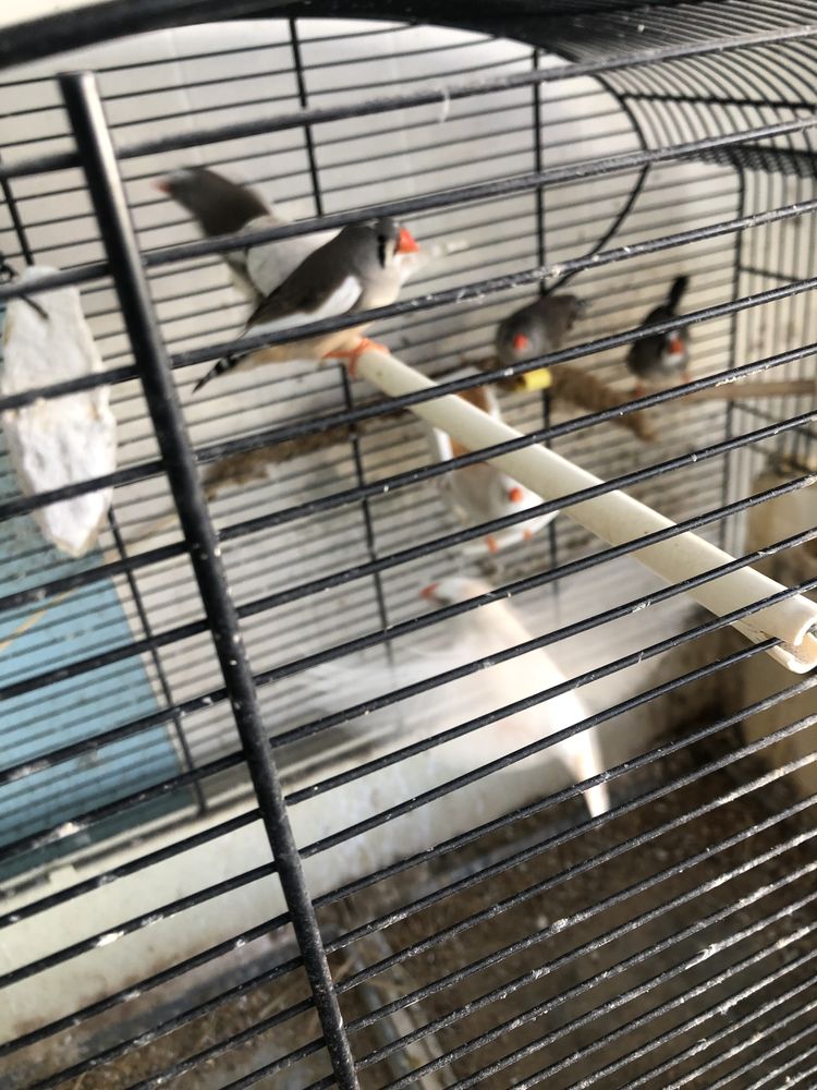 Diamant mandarin 5 17120 Semussac