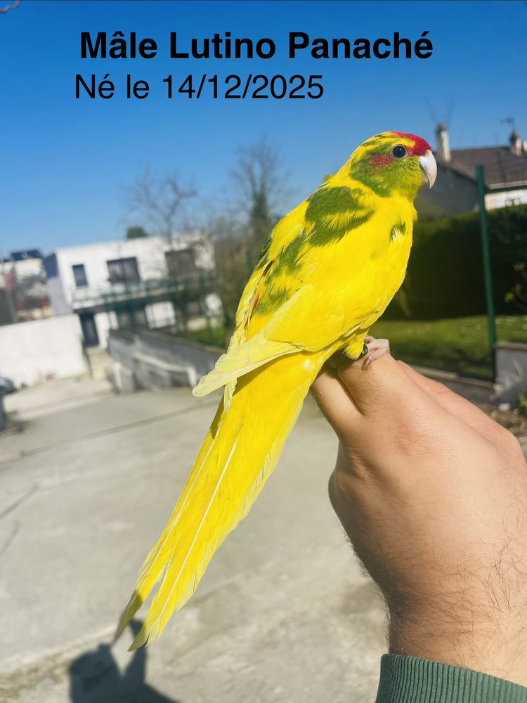 Tr&egrave;s Beaux Kakariki EAM Bien Apprivoiser Bleu et lutino 120 94450 Limeil-br�vannes