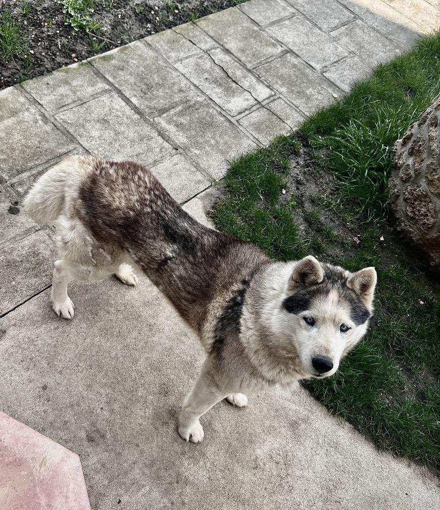 Tr&egrave;s beau chien. Suivi chez le v&eacute;t&eacute;rinaire. Puce. 0 93270 Sevran