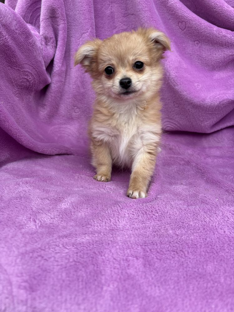 Chiot crois&eacute; chihuahua Spitz 850 62000 Arras
