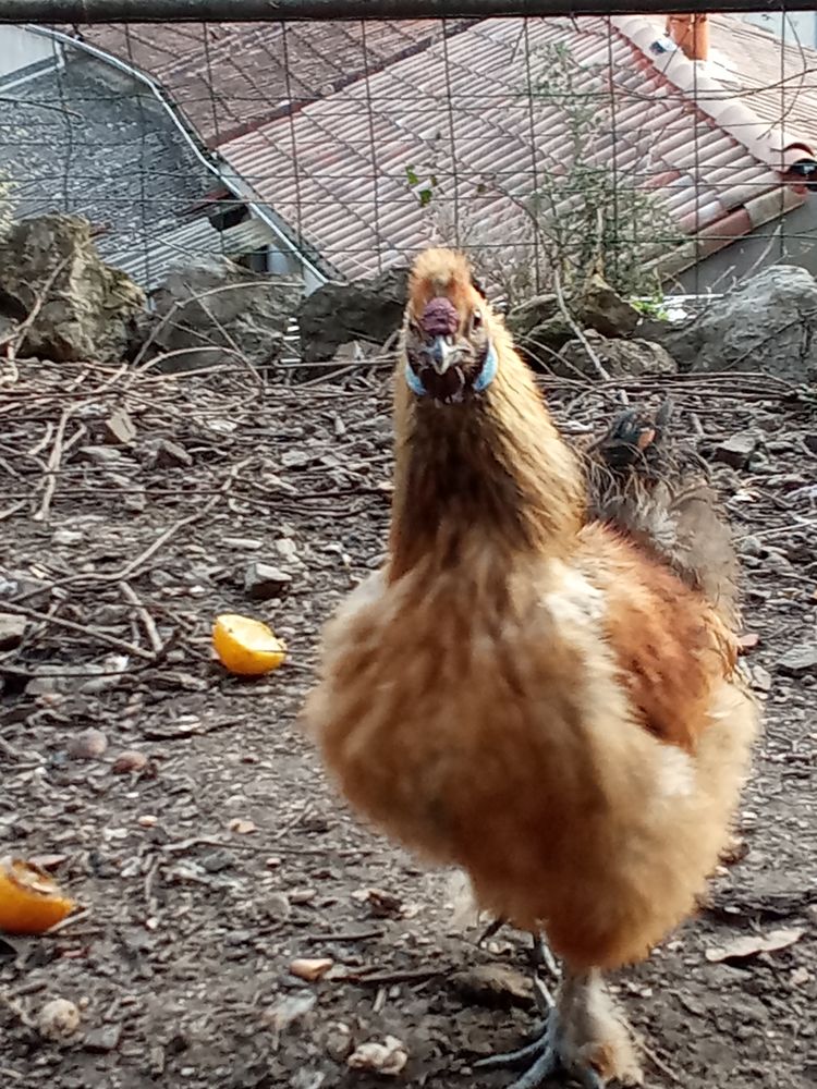 Coq soie 10 30520 Saint-martin-de-valgalgues