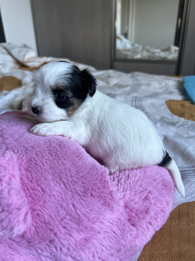 Yorkshire terrier 1600 29000 Quimper