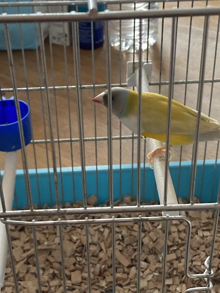 Diamants de gould m&acirc;le 55 80135 Saint-riquier