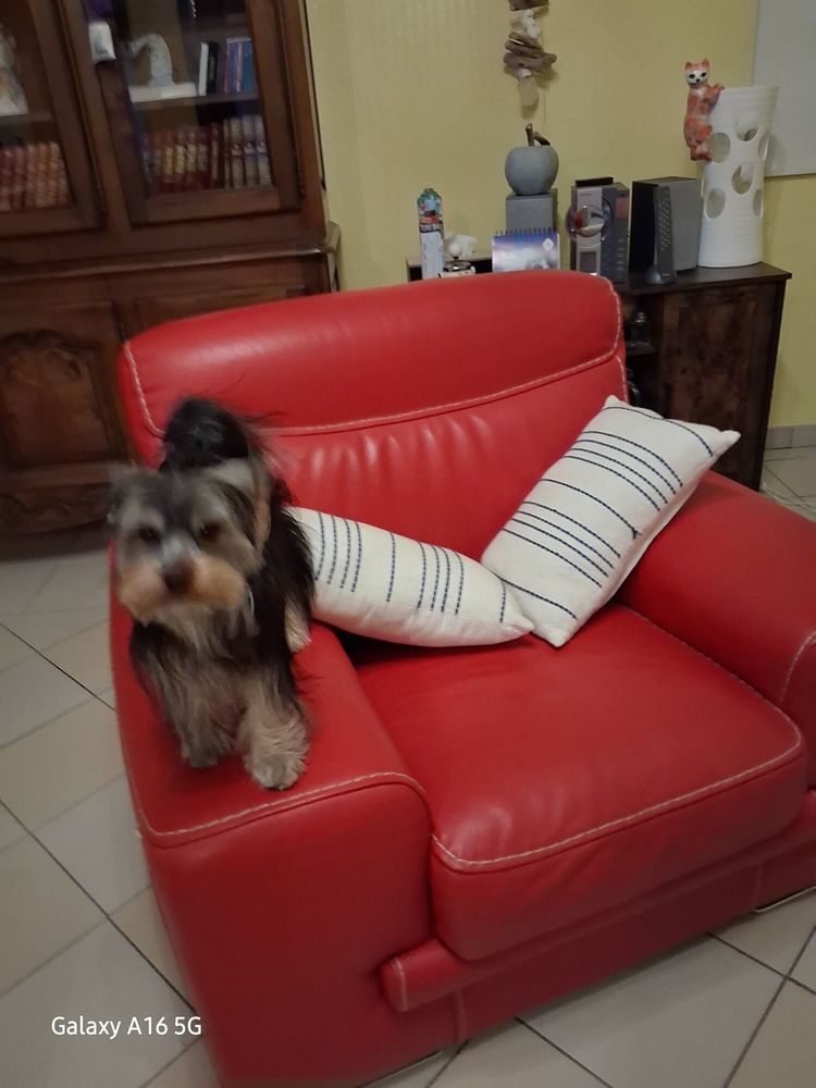 Beau m&acirc;le recherche belle femelle 
Je suis un yorkshire 0 17130 Montendre