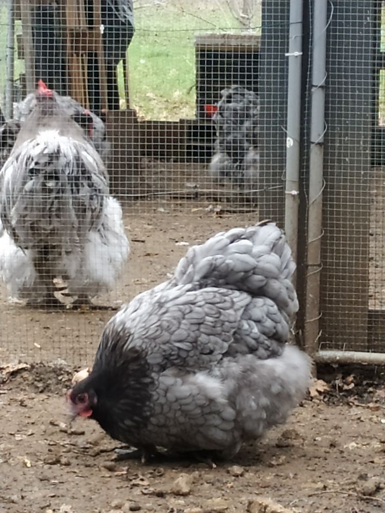 oeufs f&eacute;cond&eacute;s orpington bleu porteur lavande, splash 0 18200 Saint-amand-montrond