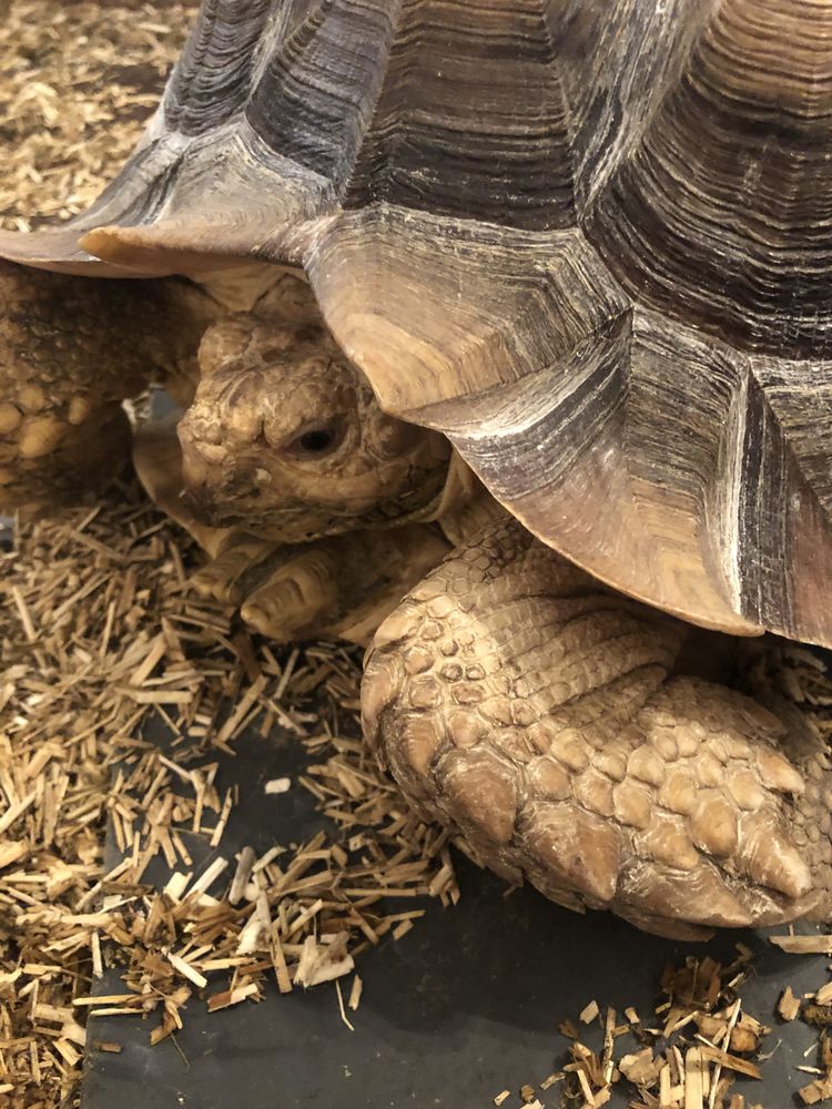 Sulcata m&acirc;le adulte 800 45430 Ch�cy