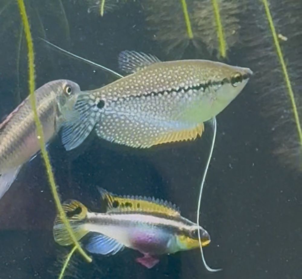 Couple gourami perl&eacute; 20 92310 S�vres