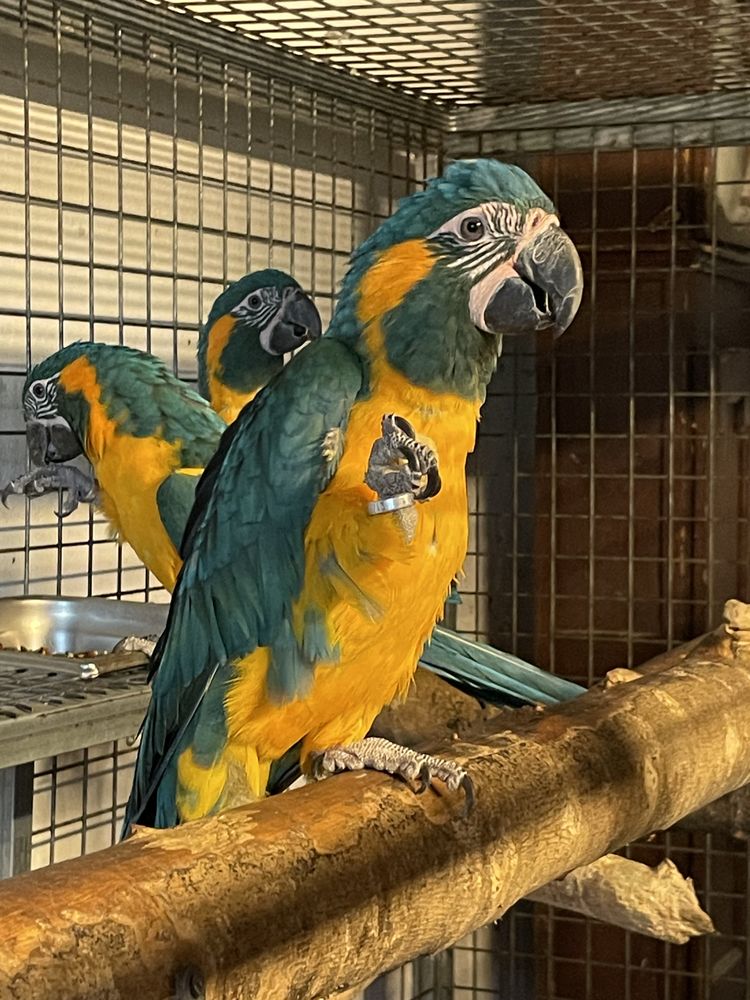 Perroquet ara gorge bleue EAM 1800 81150 Florentin