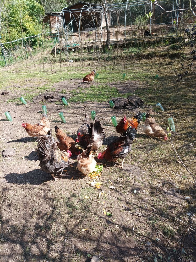 POULE,COQS,OEUFS. 3 12400 Saint-affrique