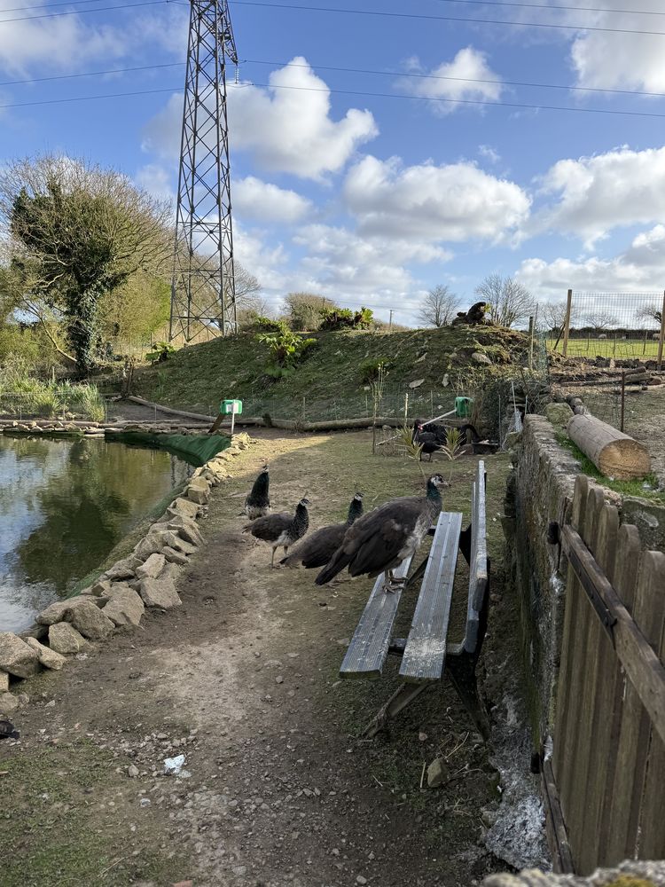 Paon bleu 60 29290 Milizac