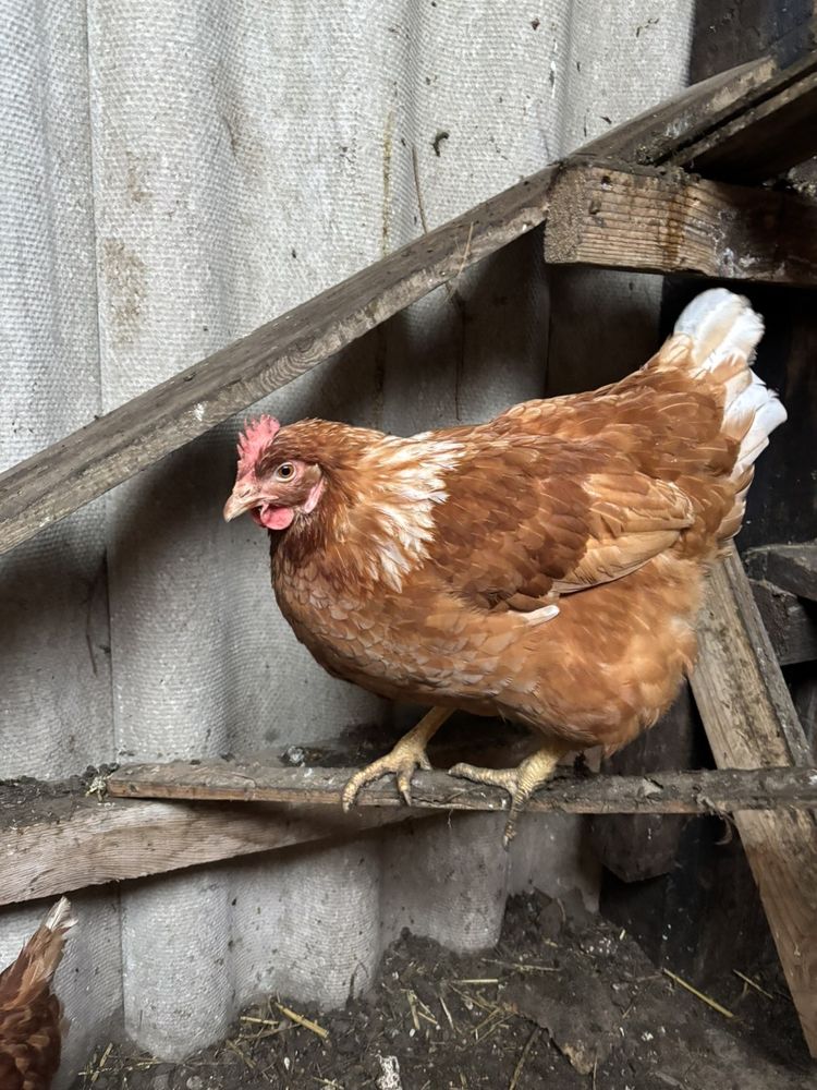 Poule pondeuse 7 80290 Poix-de-picardie