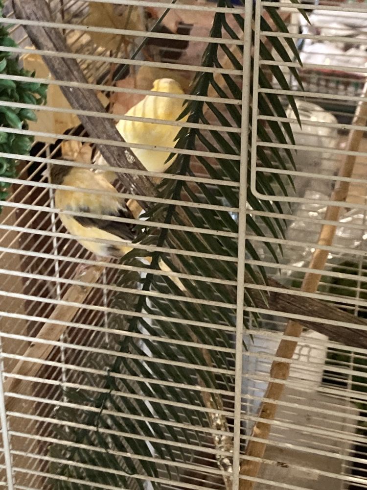 CANARIS MALES 25 94140 Alfortville