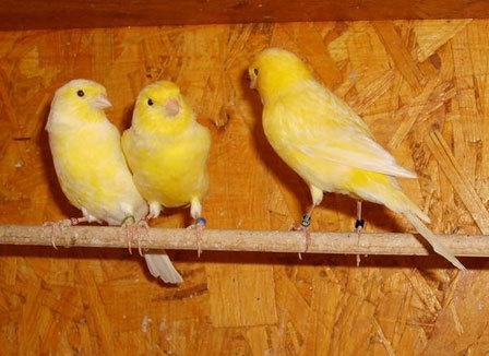 �a n'a ri 25 Sedan (08)