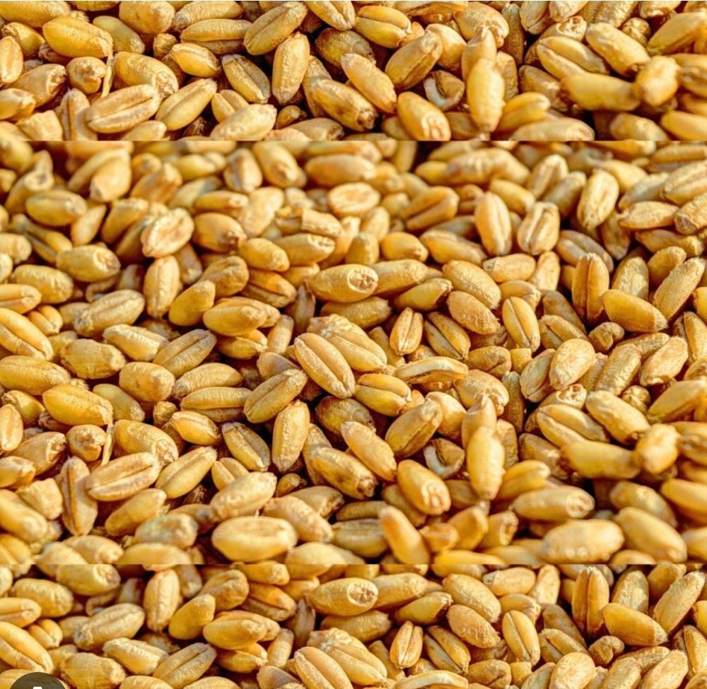 bl� 0 Montb�liard (25)