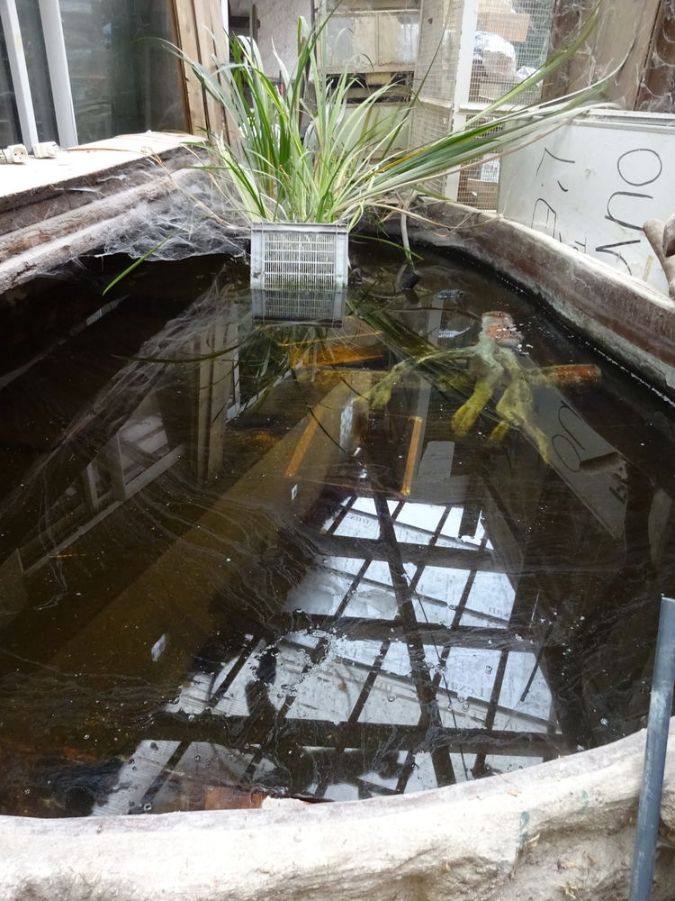 bassin de jardin 250 Corbeil-Essonnes (91)