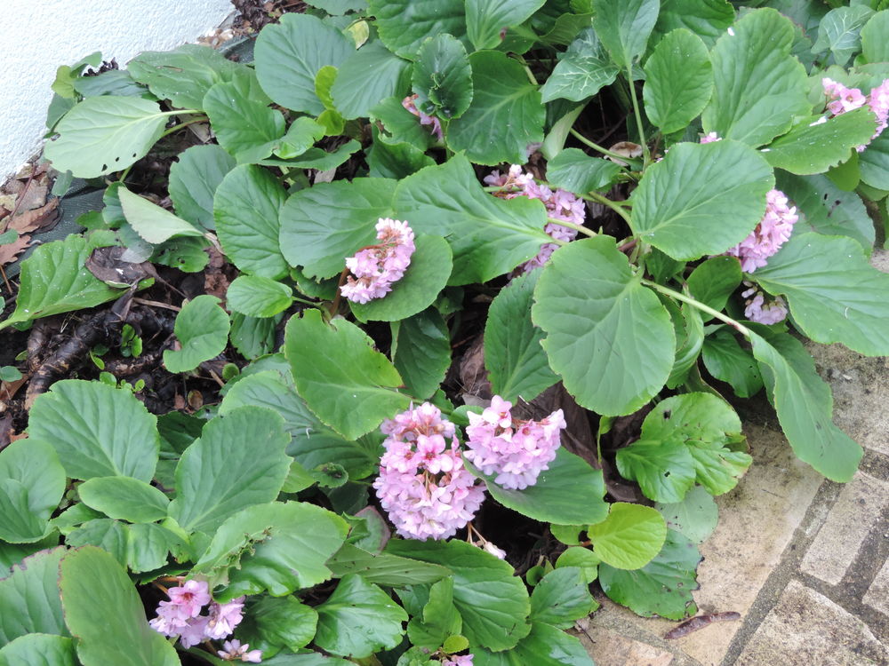 SAXIPHRAGE 1 Le Mans (72)