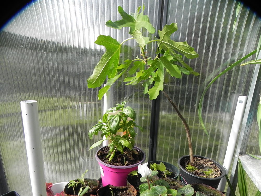 figuier 12 Villars-les-Dombes (01)