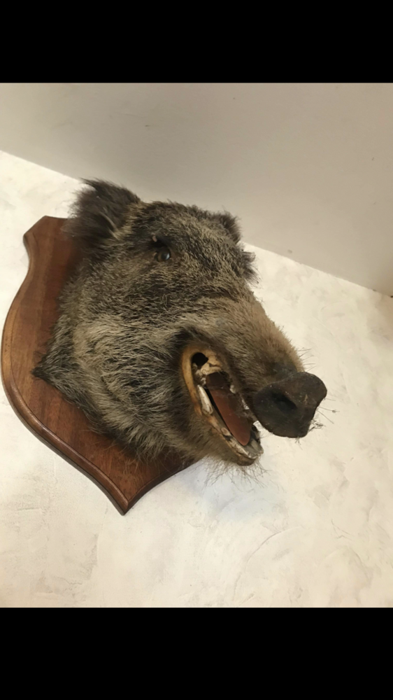 Troph�e de chasse sanglier 150 Altillac (19)