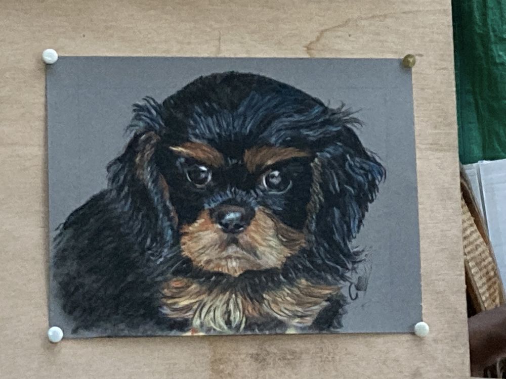 peinture au pastel sec portrait animalier,Chiot Yorkshire 60 Calais (62)