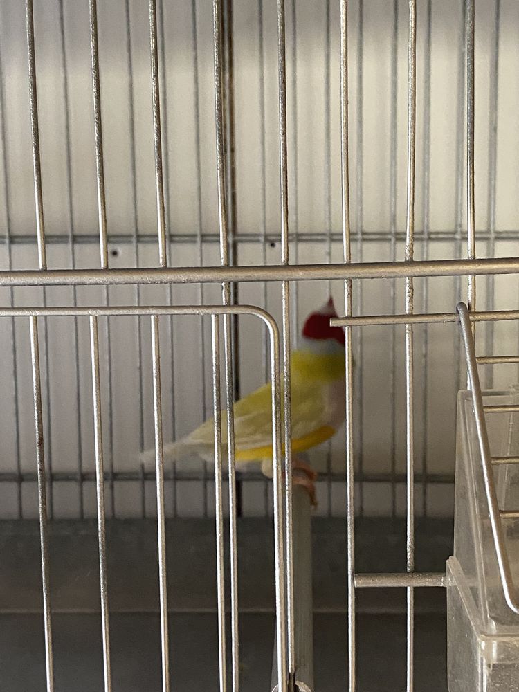 Bonjour vend banc de musculation 120 Bailleul (59)