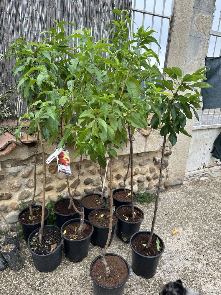 Vends arbres fruitiers cerisiers 40 Valence (26)