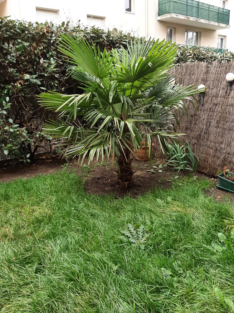 PALMIER CHANURE 200 Mantes-la-Ville (78)