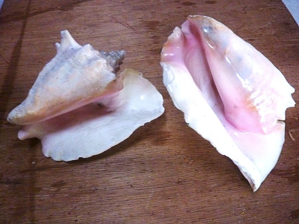 Coquillages 15 Saint-M�dard-en-Jalles (33)