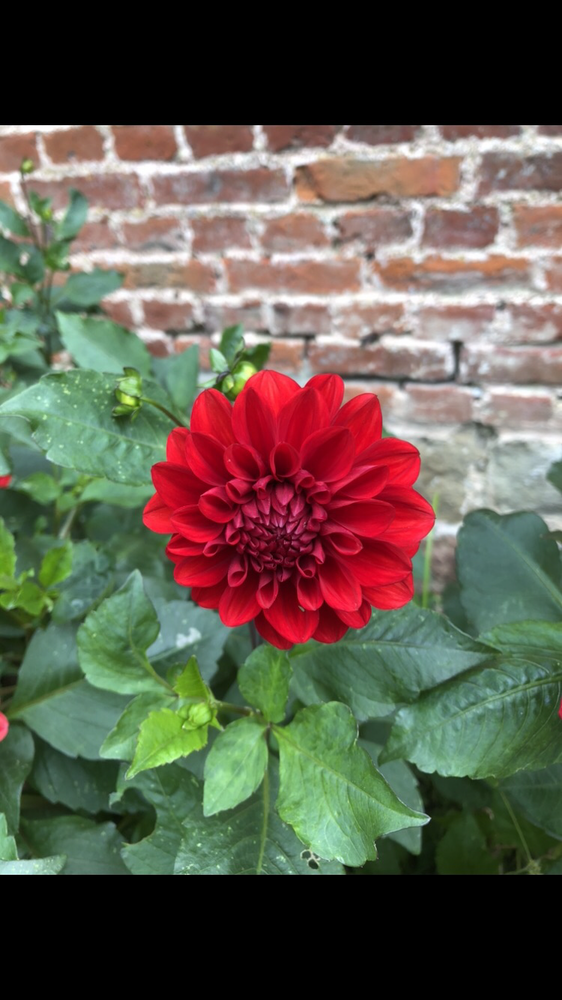 Dahlias rouges 13 Chevresis-Monceau (02)